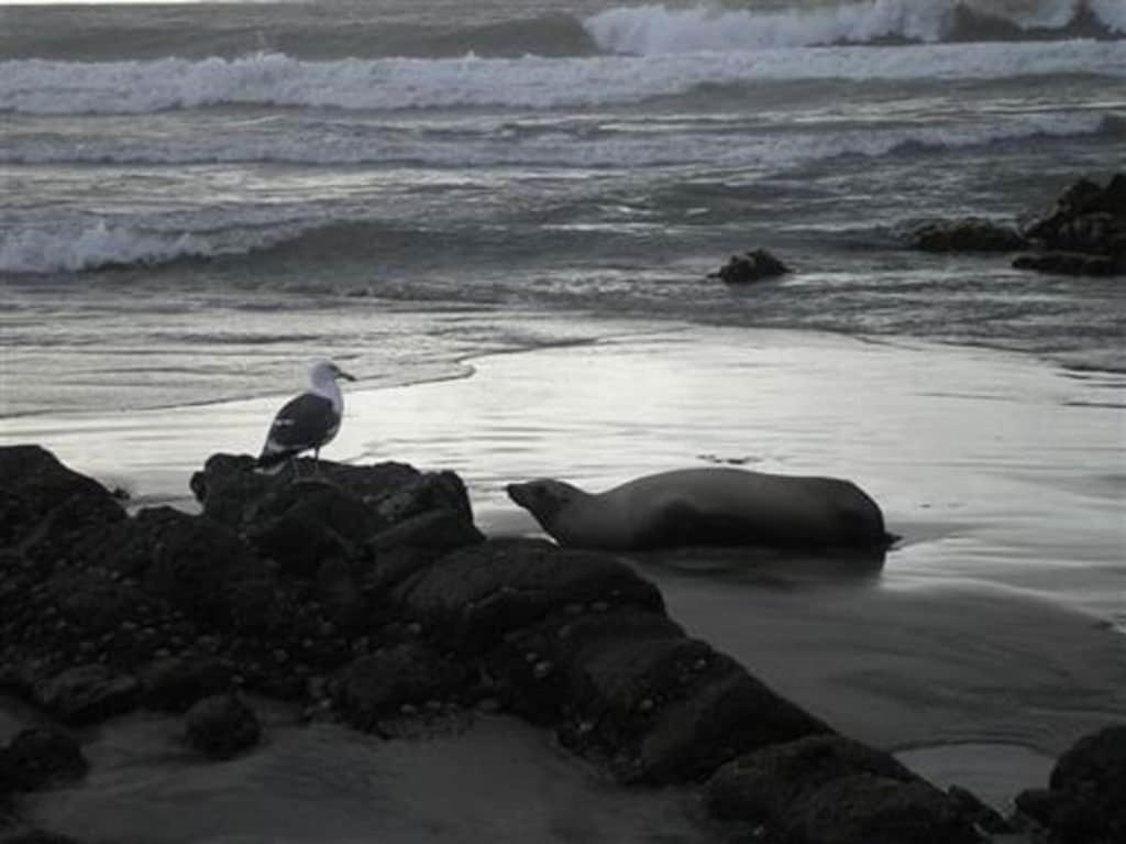'Luxury Oceanfront Penthouse With Pools, Jacuzzis And Spectacular Ocean Views' Apartment Rosarito Exterior foto